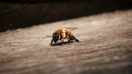 Macro scattata a Marina di Campo ad un'ape.