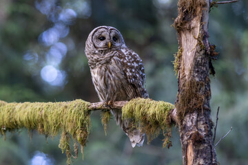 Barred Owl (Strix Varia) perched on a mossy branch in the Pacific Northwest where they are considered an invasive species.