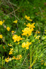 yellow flowers