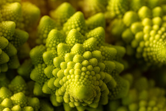 close-up photo of cabbage, branched inflorescence in middle of rosette of leaves, called cauliflower in botany
