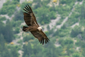 Gänsegeier in der Drôme provençale