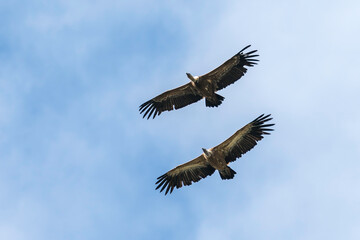 Zwei Gänsegeier im Paarflug