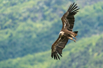 Gänsegeier in der Drôme provençale