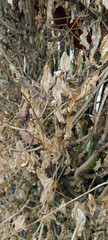 Brown dry leaves on tree