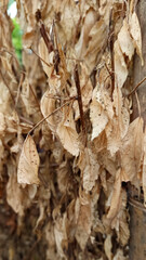 Brown dry leaves on tree