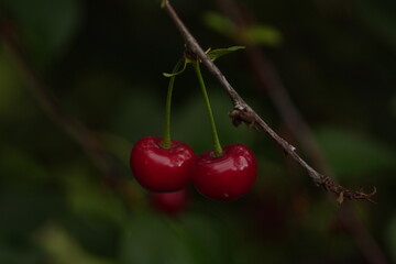 red cherries on a tree