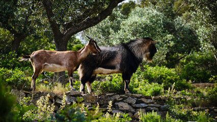 Foto scattata lungo il sentiero che collega Marina di Campo alla spiaggia di Galenzana.