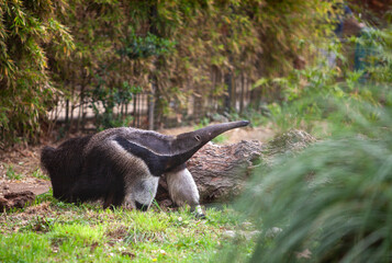 Giant three-toed anteater Myrmecophaga tridactyla