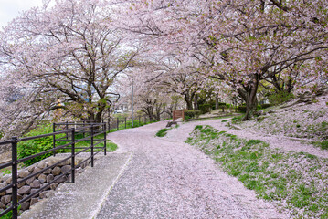 福岡県那珂川市　安徳公園 桜