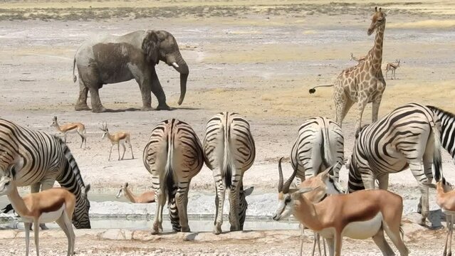 Elephants sleeps and dreams in the midday heat of Etosha National Park Namibia with zebra, springbok and giraffe in the foreground. 