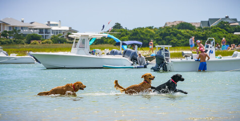 Happy Dogs at the Beach