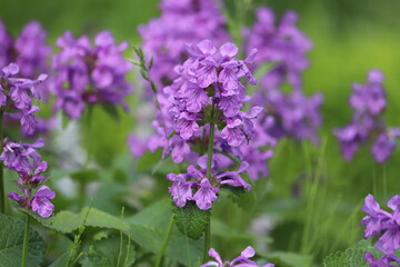 Stachys betonica macrantha. Big Betony purple flower.