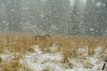 Russia. The South of Western Siberia, the Altai Mountains. A herd of horses graze on a snow-covered field in a heavy snowstorm on the Seminsky pass of the Chuisky tract.