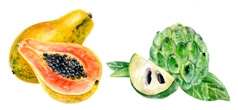 Detailed illustration of papaya and cherimoya, suitable for botanical or food design projects