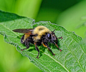 Bumblebee queen - Bombus impatiens - rests on a leaf in a garden in mid-June 