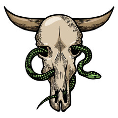Snake in cow skull color sketch engraving PNG illustration. Scratch board style imitation. Black and white hand drawn image.