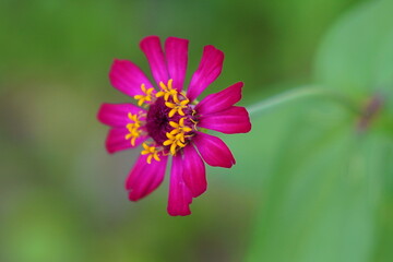 Obraz premium close up of pink zinnia flower bloom in the garden