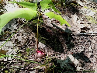 A red oak acorn sprouts a young tree shoot with green leaves against a background of fallen oak...