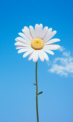 Daisy on blue sky background. Natural concept.