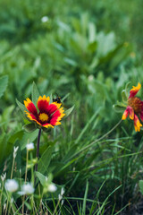 Red and yellow gaillardia flower with a bumblebee climbing on it against a background of green grass.