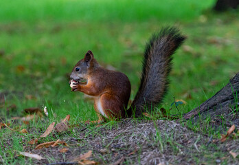 squirrel eating nut in the park