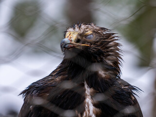portrait of a buzzard