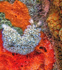 Elysia crispata, common name the lettuce sea slug or lettuce slug,