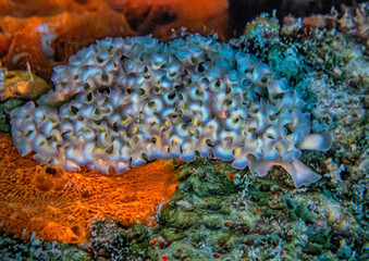 Elysia crispata, common name the lettuce sea slug or lettuce slug,