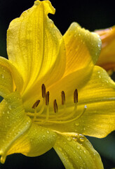 daffodi in closeup  on balck background