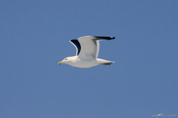 Obraz premium Uma linda gaivota sobrevoando o céu da praia de Cordeirinho - Maricá - RJ