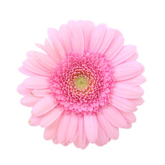 One beautiful pink gerbera flower isolated on white, top view