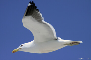 Naklejka premium Uma linda gaivota sobrevoando o céu da praia de Cordeirinho - Maricá - RJ
