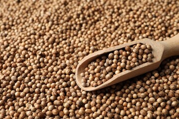 Dried coriander seeds and wooden scoop, closeup. Space for text