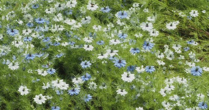 (Nigella damascena) Carpet of white and blue Love-in-a-mist or devil in the bush flowers with divided and filiform ferny foliage decorating a flowerbed