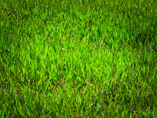 Close up of green grass as nature background.