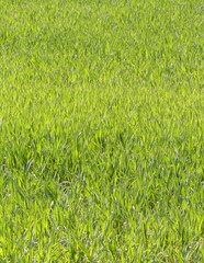 Close up of green grass as nature background.