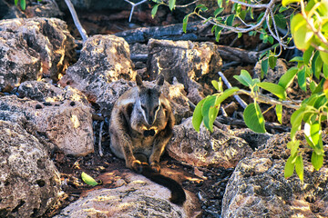 The endangered Black-footed Rock-wallaby (Petrogale lateralis lateralis) in its natural habitat, the cliffs of Cape Range National Park, Western Australia 