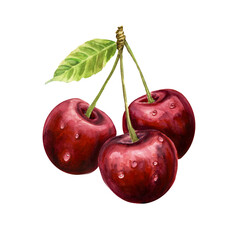 watercolor three ripe cherries clustered together with their stems still attached