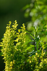Bright green Thunbergs Barberry (Berberis thunbergii Golden Rocket) leaves and blooming flowers in the garden in spring.