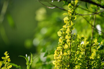 Bright green Thunbergs Barberry (Berberis thunbergii Golden Rocket) leaves and blooming flowers in the garden in spring.