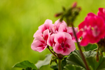 Obraz premium Blooming vibrant pink red geranium pelargonium flowers close up, floral wallpaper background with pink and red geranium flowers.