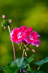 Blooming vibrant pink red geranium pelargonium flowers close up, floral wallpaper background with pink and red geranium flowers.