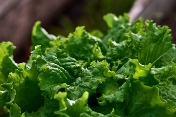 Green salad or lettuce leaves in garden.