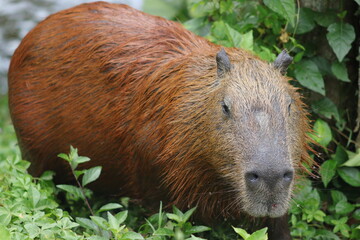CAPYBARA