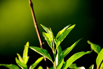 Beautiful green sprout on blurred background.