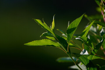 Beautiful green sprout on blurred background.