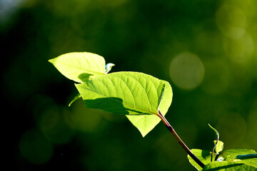 Reynoutria sachalinensis, known as giant knotweed or Sakhalin knotweed.