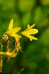 Obraz premium Bright yellow daylily flower on blurred background.
