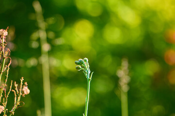 Blade of grass with a tail on a blurred abstract background.