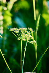 Blade of grass with a tail on a blurred abstract background.